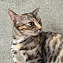cat, tabby_cat, animal, pet, fur, whiskers, close_up, side_view, curious, looking_away, texture, concrete, background, outdoor, mammal, striped, ears, eyes, nose, portrait
