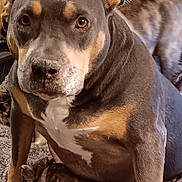 Annie is registered to the contest to win money with this photo: dog, pet, indoor, blanket, furniture, animal, brown, cozy, close_up, companion, domestic, mammal, canine, portrait, sitting, fur, eyes, snout, ears, household