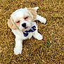 dog, puppy, bow_tie, grass, outdoor, pet, cute, fluffy, animal, sitting, brown_ears, white_fur, close_up, nature, young_dog, adorable, small_dog, eyes_closed, summer, sunlight