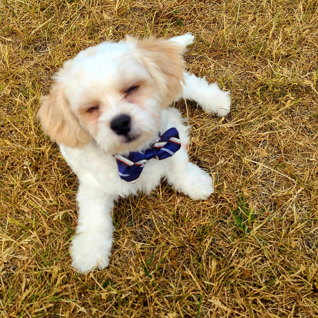 Baily is registered to the contest to win money with this photo: adorable, animal, bow_tie, brown_ears, close_up, cute, dog, eyes_closed, fluffy, grass, nature, outdoor, pet, puppy, sitting, small_dog, summer, sunlight, white_fur, young_dog