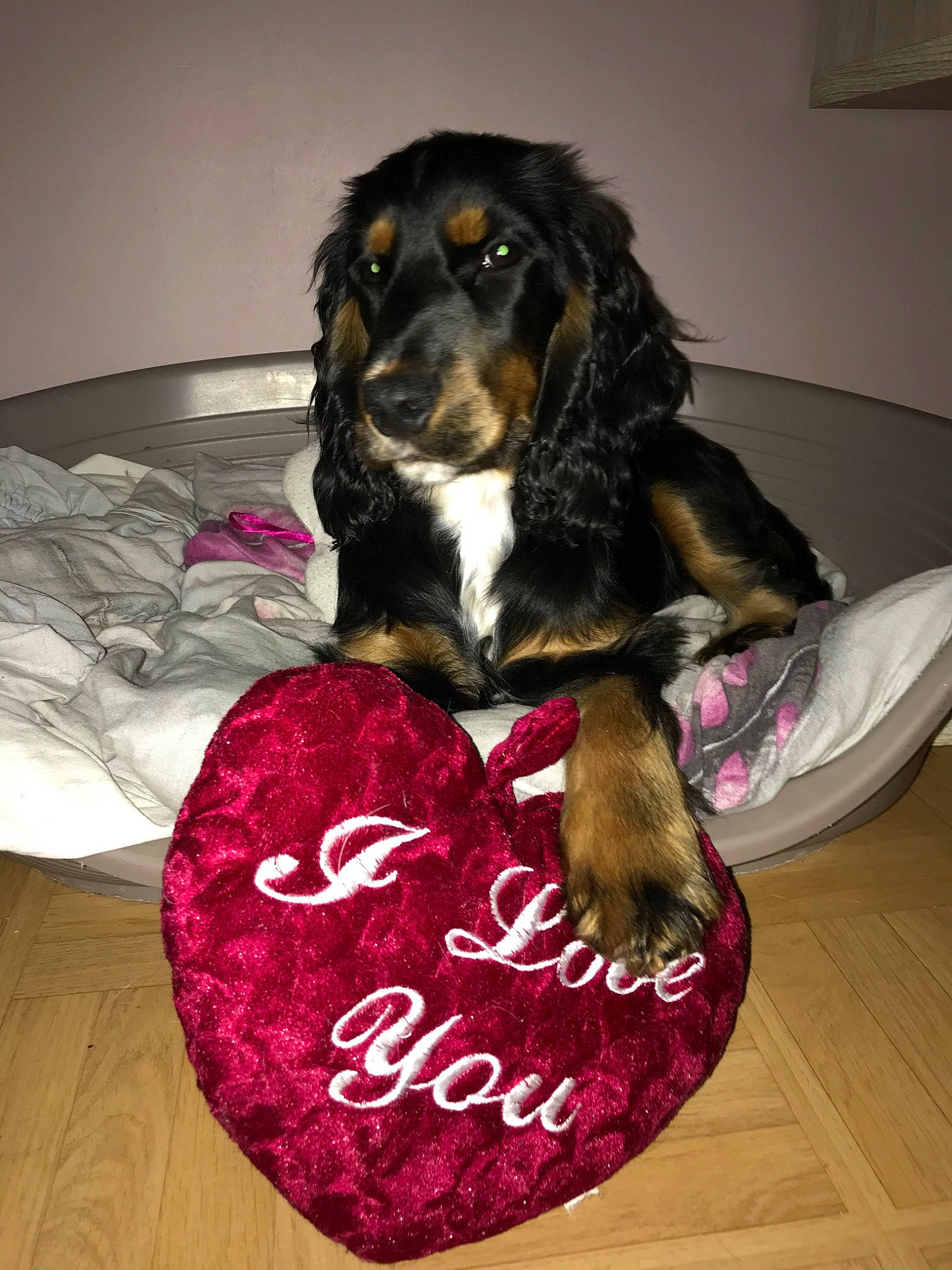 Pagaille participe au concours pour gagner de l'argent avec cette photo : canidae, carnivore, cocker_spaniel, companion_dog, dog, dog_breed, english_cocker_spaniel, mammal, rare_breed_dog, spaniel, sporting_group, vertebrate