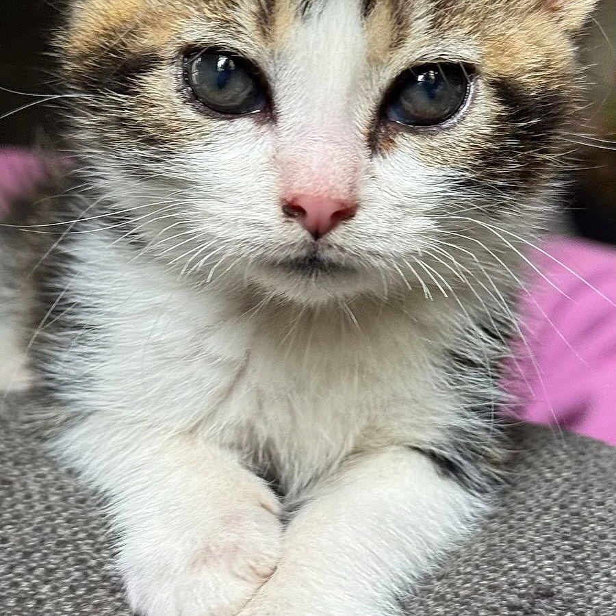 Boulette participe au concours pour gagner de l'argent avec cette photo : cat, kitten, tabby, white_fur, striped_fur, blue_eyes, pink_nose, whiskers, pointed_ears, crossed_paws, close_up, portrait, indoor, pet, cute, adorable, sitting, gray_fabric, pink_background, animal