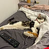 cat, sleeping, lounging, stretched_out, bed, blanket, pillow, bedroom, remote_control, toy, cat_tree, shelf, plush_animals, indoors, home, relaxed, tabby, white_fur, black_fur, cozy