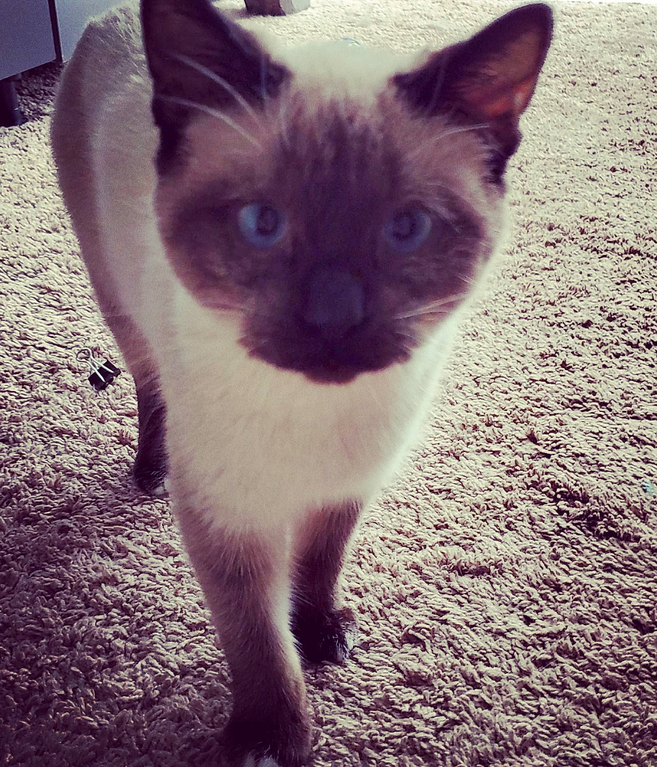 Xena joined the competition — help win amazing prizes! balinese, burmese, carnivore, cat, domestic_short_haired_cat, eye, felidae, head, kitten, mammal, ojos_azules, siamese, sky, small_to_medium_sized_cats, snapshot, snout, thai, tonkinese, vertebrate, whiskers