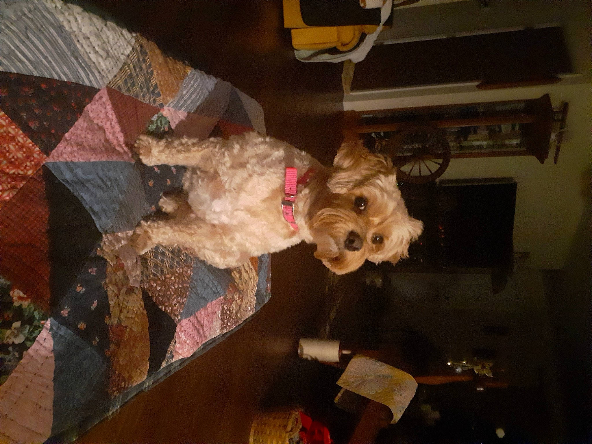 Lily joined the competition — help win amazing prizes! brown, canidae, carnivore, companion_dog, dog, dog_breed, event, flooring, fun, fur, hardwood, pattern, picture_frame, room, sporting_group, toy, tree, visual_arts, wood