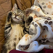 Junebug is registered to the contest to win money with this photo: kitten, cat, sleeping, paws, blanket, paw_prints, cozy, tabby, fur, whiskers, indoor, quilted, cute, pet, relaxed, young_animal, resting, snuggled, soft, animal