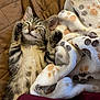 kitten, cat, sleeping, paws, blanket, paw_prints, cozy, tabby, fur, whiskers, indoor, quilted, cute, pet, relaxed, young_animal, resting, snuggled, soft, animal