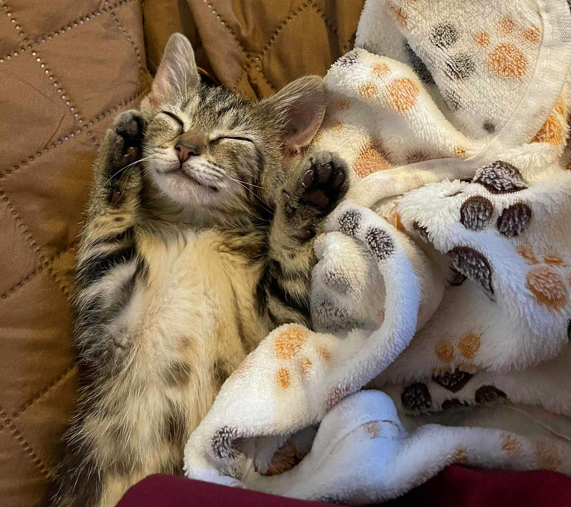 Junebug is registered to the contest to win money with this photo: kitten, cat, sleeping, paws, blanket, paw_prints, cozy, tabby, fur, whiskers, indoor, quilted, cute, pet, relaxed, young_animal, resting, snuggled, soft, animal