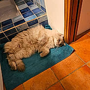 James a rejoint le concours — aidez-le/la à gagner de superbes lots ! animal, bathroom, blue_tiles, cat, cozy, cute, domestic, feline, fluffy, fur, home, indoor, lying_down, paws, pet, relaxed, resting, teal_mat, terracotta_floor, whiskers