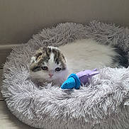 Aïko a rejoint le concours — aidez-le/la à gagner de superbes lots ! kitten, cat, pet_bed, toy, fluffy, indoor, resting, cute, small, feline, fur, cozy, curious, animal, soft, white, gray, purple, blue, floor