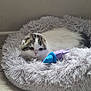 kitten, cat, pet_bed, toy, fluffy, indoor, resting, cute, small, feline, fur, cozy, curious, animal, soft, white, gray, purple, blue, floor