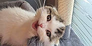 Aïko a rejoint le concours — aidez-le/la à gagner de superbes lots ! cat, kitten, pet, playful, toy, cat_tree, feline, indoor, window, fur, whiskers, curious, cute, animal, paw, gray, white, tabby, closeup, home