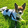 Eevee is registered to the contest to win money with this photo: animal, black_spots, brown_fur, canine, cute, daylight, dog, ears, grass, leash, nature, outdoor, park, pet, playing, resting, small_dog, sunny, tennis_ball, white_fur