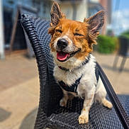 Eevee is registered to the contest to win money with this photo: animal, blurred_background, canine, chair, close_up, daylight, dog, domestic_animal, friendly, fur, garden, happy, house, outdoor, pet, sitting, smiling, sunlight, tongue, wicker_chair