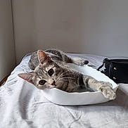 Yûbi participe au concours pour gagner de l'argent avec cette photo : abyssinian, accessories, animal, bag, bed, bedroom, cat, computer, electronics, furniture, handbag, homedecor, indoors, kitten, laptop, linen, manx, pc, pet, room