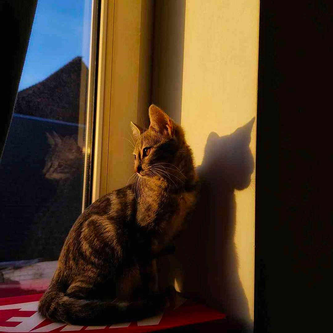 Yûbi participe au concours pour gagner de l'argent avec cette photo : abyssinian, animal, cat, curtain, egyptiancat, kitten, manx, pet, window, windowsill