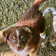 Baloo participe au concours pour gagner de l'argent avec cette photo : puppy, dog, brown_fur, white_fur, blue_eyes, fluffy, outdoor, grass, dirt, tail, second_dog, animal, pet, cute, portrait, closeup, looking_up, backyard, daylight, photography