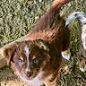 puppy, dog, brown_fur, white_fur, blue_eyes, fluffy, outdoor, grass, dirt, tail, second_dog, animal, pet, cute, portrait, closeup, looking_up, backyard, daylight, photography