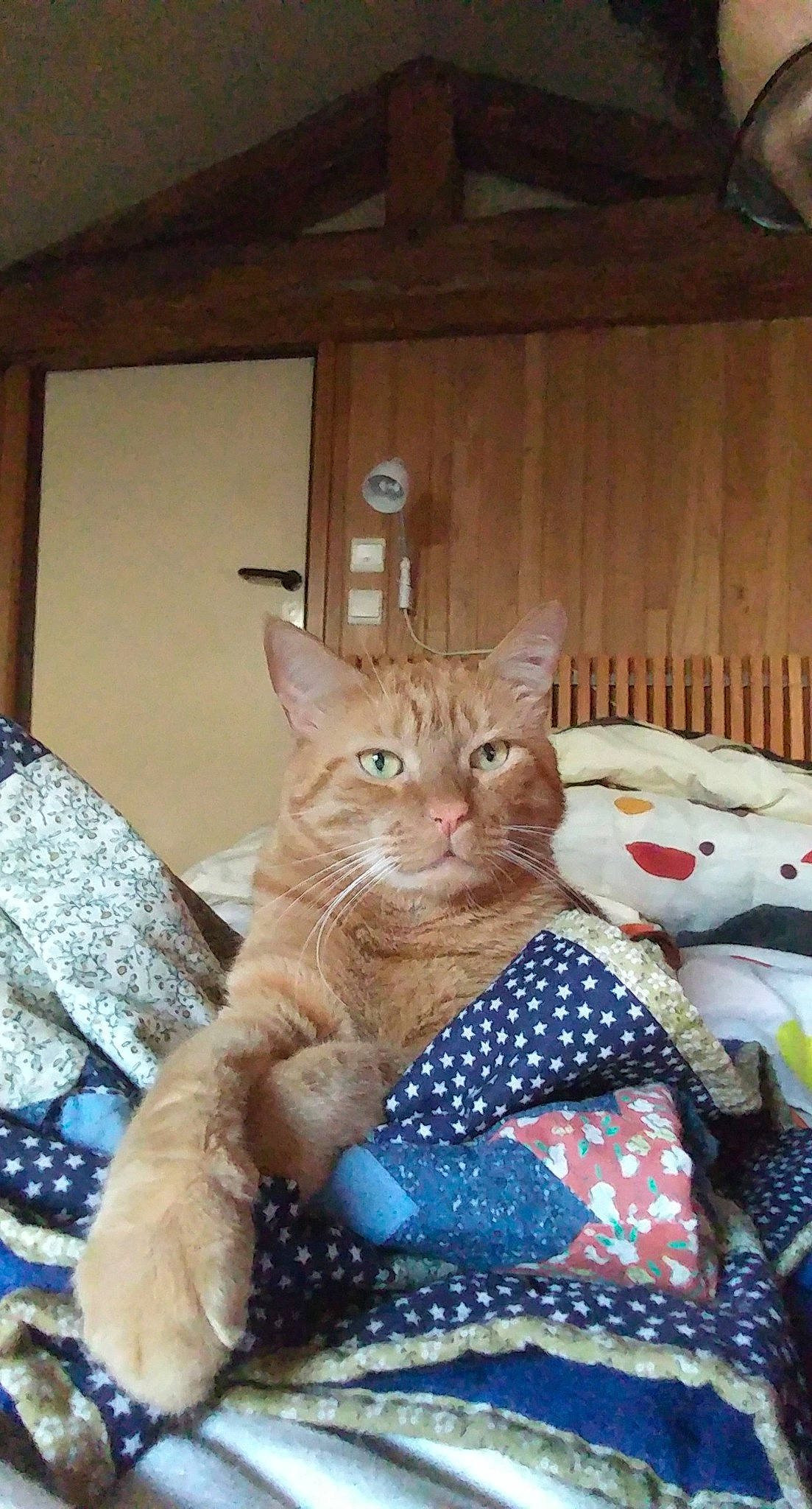 Icare participe au concours pour gagner de l'argent avec cette photo : carnivore, cat, domestic_short_haired_cat, felidae, fur, hardwood, home, linens, lumber, pattern, pet_supply, plank, plywood, polka_dot, room, small_to_medium_sized_cats, vertebrate, whiskers, wood, wood_stain