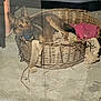 dog, german_shepherd, wicker_basket, blanket, toy, blue_ball, concrete_floor, outdoor, resting, pet, animal, chewing, comfort, fabric, basket, brown, ears, snout, paw, relaxed