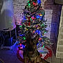 dog, german_shepherd, christmas_tree, holiday_decorations, ornaments, colorful_lights, indoor, tiled_floor, stone_wall, festive, pet, sitting, ears_up, holiday_season, tree_skirt, cozy, decoration, animal, domestic_dog, christmas