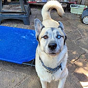 Soul joined the competition — help win amazing prizes! dog, heterochromia, brown_eye, blue_eye, collar, outdoor, yard, lawnmower, pet_bed, stone_pavement, fence, garden_tools, curious, standing, medium_sized_dog, daylight, shadow, animal, canine, pets