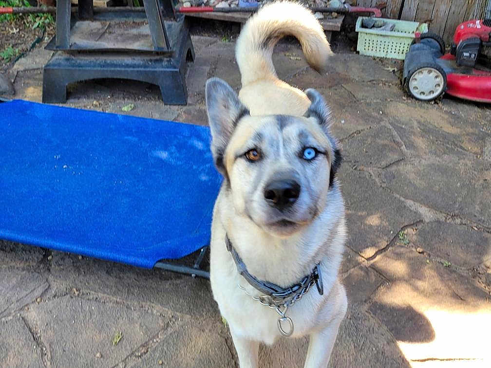 Soul joined the competition — help win amazing prizes! dog, heterochromia, brown_eye, blue_eye, collar, outdoor, yard, lawnmower, pet_bed, stone_pavement, fence, garden_tools, curious, standing, medium_sized_dog, daylight, shadow, animal, canine, pets