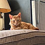 cat, orange_tabby, cushion, indoor, lamp, refrigerator, relaxed, pet, feline, fur, resting, home, cozy, looking_at_camera, domestic, animal, cute, comfortable, living_room, appliance