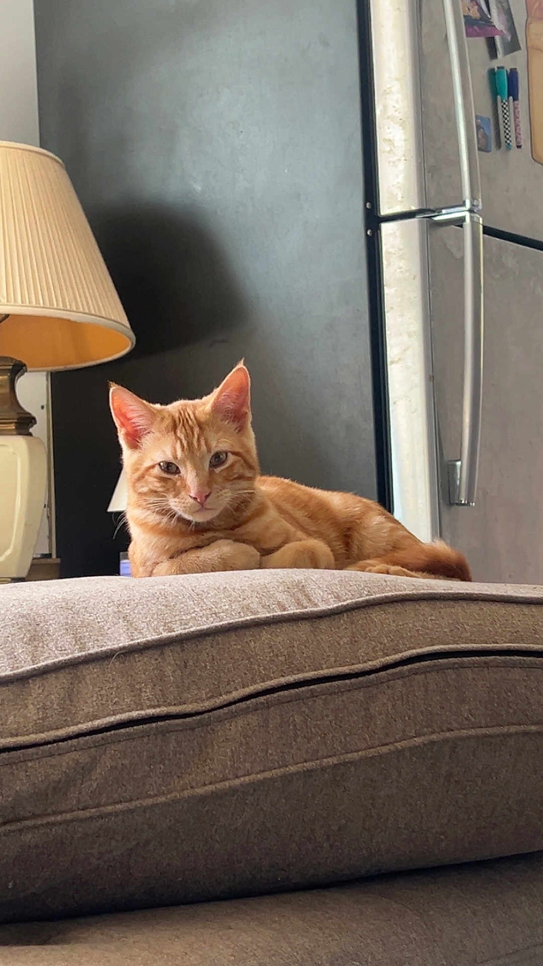 Johnny joined the competition — help win amazing prizes! cat, orange_tabby, cushion, indoor, lamp, refrigerator, relaxed, pet, feline, fur, resting, home, cozy, looking_at_camera, domestic, animal, cute, comfortable, living_room, appliance