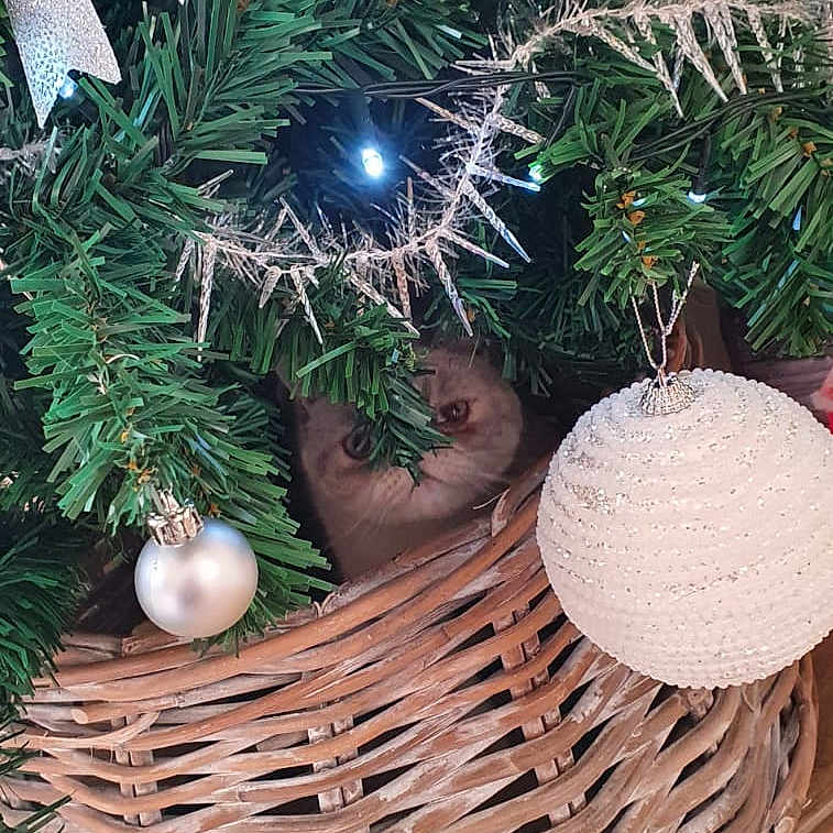 Belle joined the competition — help win amazing prizes! branch, christmas_decoration, christmas_ornament, christmas_tree, evergreen, grass, holiday_ornament, larch, light, mammal, natural_material, ornament, plant, shortstraw_pine, storage_basket, terrestrial_plant, twig, vertebrate, wood, woody_plant