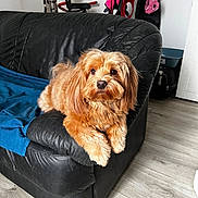 Tyna participe au concours pour gagner de l'argent avec cette photo : dog, couch, leather, blue_blanket, living_room, flooring, exercise_equipment, bag, furniture, pet, fur, cute, domestic_animal, indoor, relaxing, brown_dog, canine, resting, cozy, home
