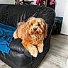 dog, couch, leather, blue_blanket, living_room, flooring, exercise_equipment, bag, furniture, pet, fur, cute, domestic_animal, indoor, relaxing, brown_dog, canine, resting, cozy, home