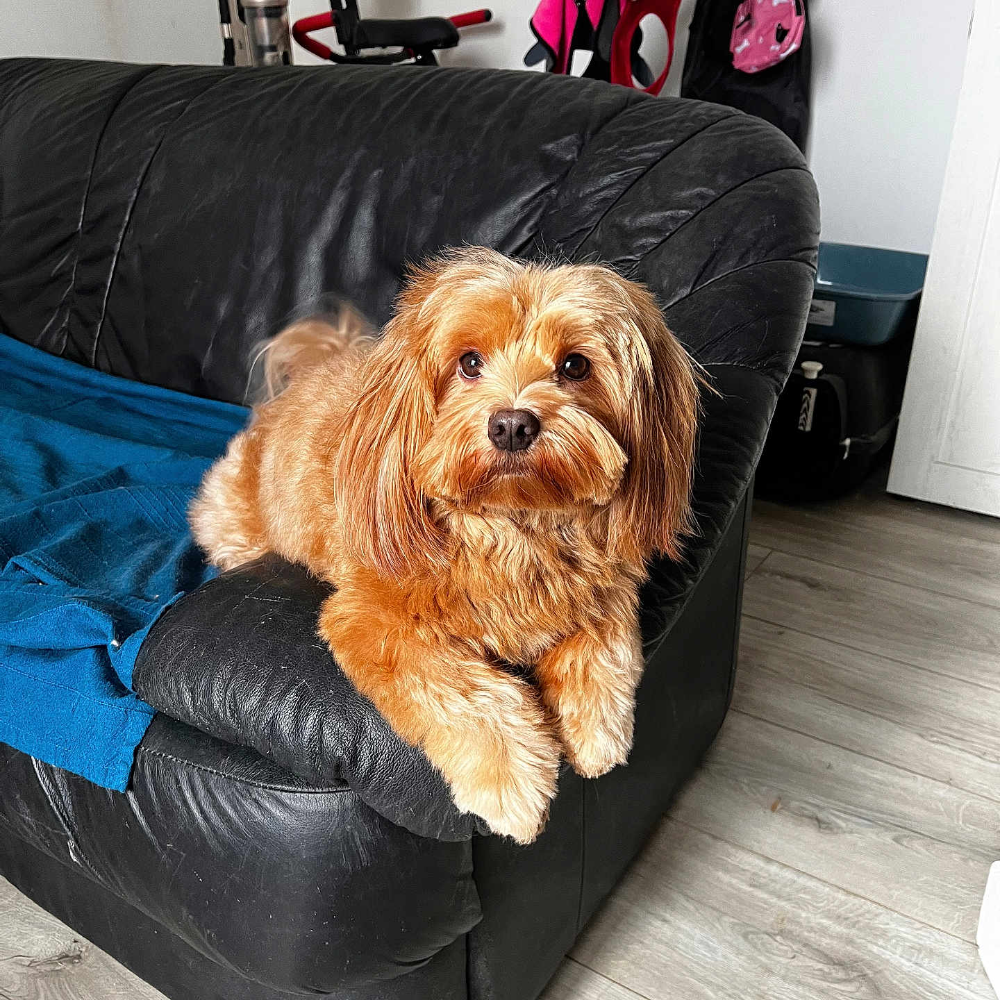 Tyna participe au concours pour gagner de l'argent avec cette photo : dog, couch, leather, blue_blanket, living_room, flooring, exercise_equipment, bag, furniture, pet, fur, cute, domestic_animal, indoor, relaxing, brown_dog, canine, resting, cozy, home