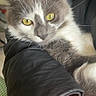 animal, arm, bracelet, cat, close_up, cozy, cute, domestic_animal, fur, gray_and_white_fur, human_interaction, indoor, jacket, person, pet, portrait, relaxed, soft, whiskers, yellow_eyes