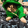 animal, bed, blanket, cat, clothing, costume, cozy, cute, eyes, face, furry, green_hoodie, indoor, pattern, pet, playful, portrait, relaxed, whiskers, white_paws
