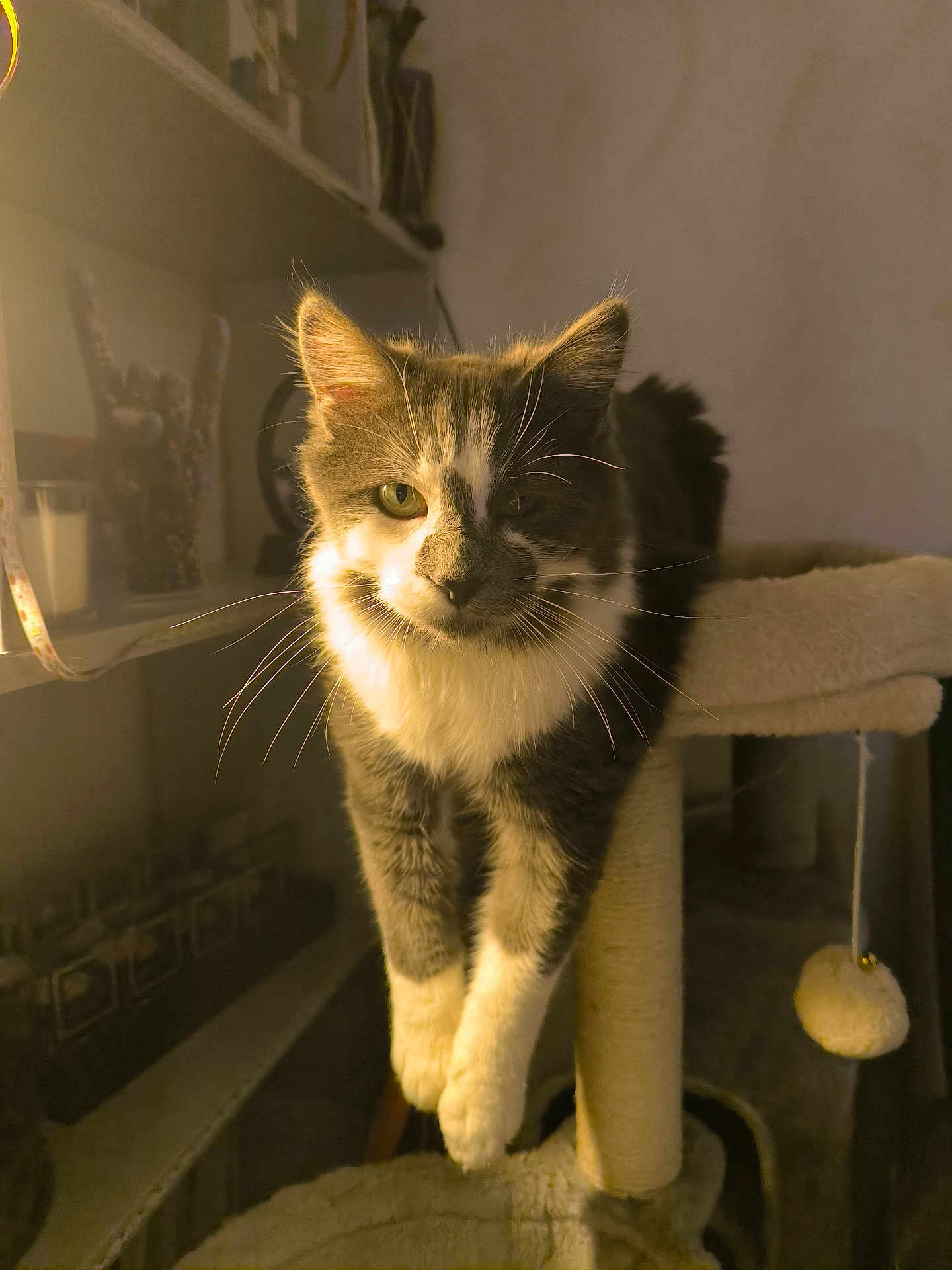 Aston Et Ratatouille