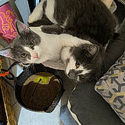 Aston Et Ratatouille a rejoint le concours — aidez-le/la à gagner de superbes lots ! cat, cats, grey_cat, white_cat, pet, indoor, cozy, feline, fur, whiskers, eyes, floor_tiles, basket, cat_toy, scratching_post, cushion, home, relaxing, cute, companions