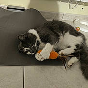 Aston Et Ratatouille a rejoint le concours — aidez-le/la à gagner de superbes lots ! animal, cat, curious, cute, domestic_cat, feathers, feline, floor, fun, gray_and_white, household, indoor, lying_down, mat, paws, pet_toy, playful, tail, tile, whiskers