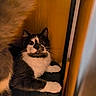 animal, black_and_white, cat, close_up, corner, cozy, curious, dim_lighting, domestic, feline, fluffy, fur, indoor, looking, paw, pet, resting, whiskers, wide_eyes, wooden_surface