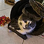 cat, curious, basket, indoor, tile_floor, whiskers, tinsel, black, white, pets, playful, closeup, feline, animal, domestic, cute, eyes, floor, home, cozy