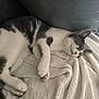 Aston Et Ratatouille participe au concours pour gagner de l'argent avec cette photo : cat, sleeping, gray_and_white, feline, blanket, soft_texture, indoor, relaxation, paw, animal, pet, resting, cute, cozy, exercise_ball, fur, whiskers, pink_nose, curled_up, peaceful