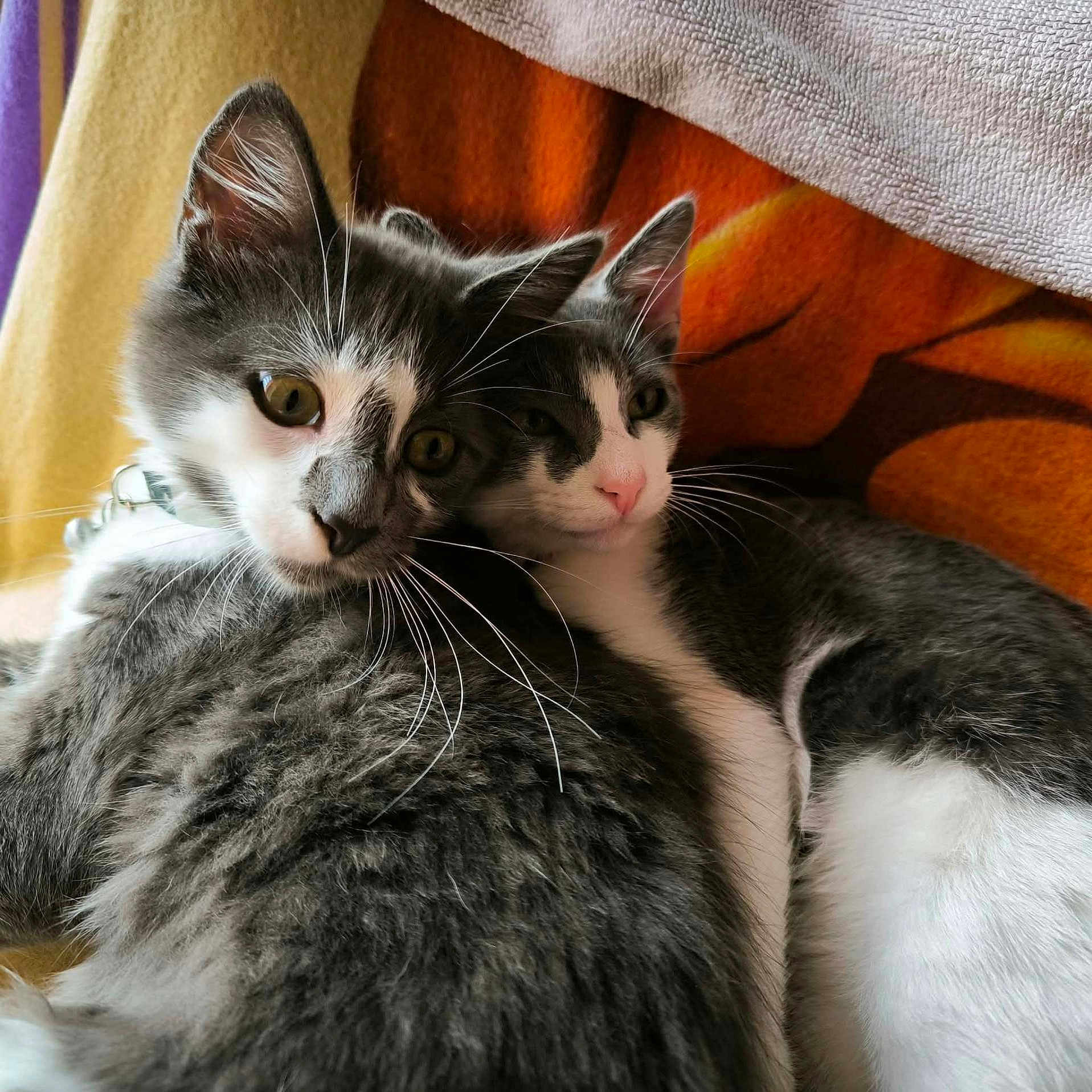Aston Et Ratatouille a rejoint le concours — aidez-le/la à gagner de superbes lots ! animal, blanket, cat, closeup, companion, cozy, cute, domestic, ears, furry, gray, indoor, kitten, pet, relaxed, resting, snuggling, soft, whiskers, white