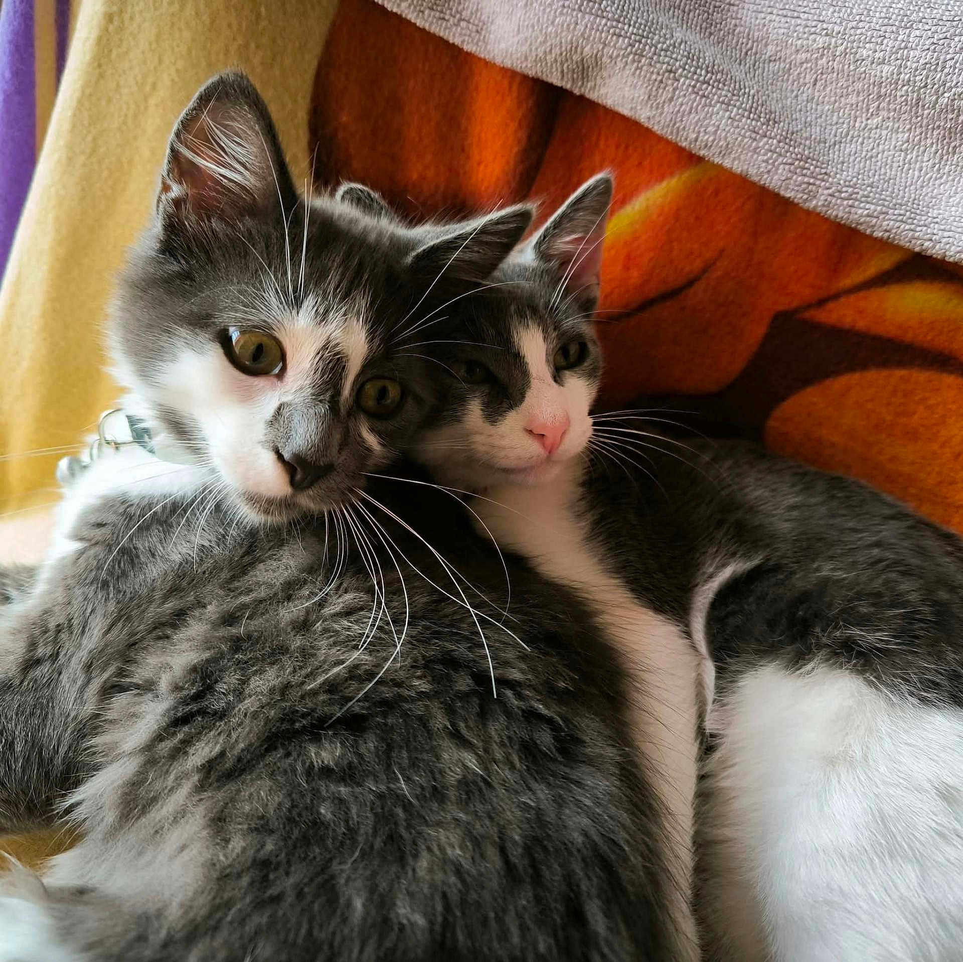 Aston Et Ratatouille