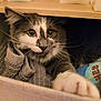 cat, gray_cat, white_cat, paw, whiskers, drawer, fabric, sock, indoor, cozy, curious, close_up, pet, feline, soft_texture, resting, playful, animal, cute, domestic_cat