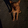 dog, animal, pet, asphalt, shadow, night, outdoor, canine, brown_dog, sitting, looking_up, dark, lonely, quiet, street, road, fur, ears, alert, curious