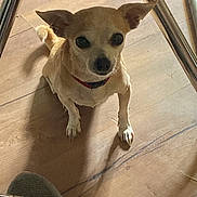 Tiny is registered to the contest to win money with this photo: animal, canine, collar, companion, curious, cute, dog, domestic, ears, flooring, furniture, home, indoor, looking_up, metal_chair, pet, shadow, small_dog, tan_dog, wooden_floor