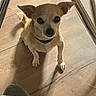 animal, canine, collar, companion, curious, cute, dog, domestic, ears, flooring, furniture, home, indoor, looking_up, metal_chair, pet, shadow, small_dog, tan_dog, wooden_floor