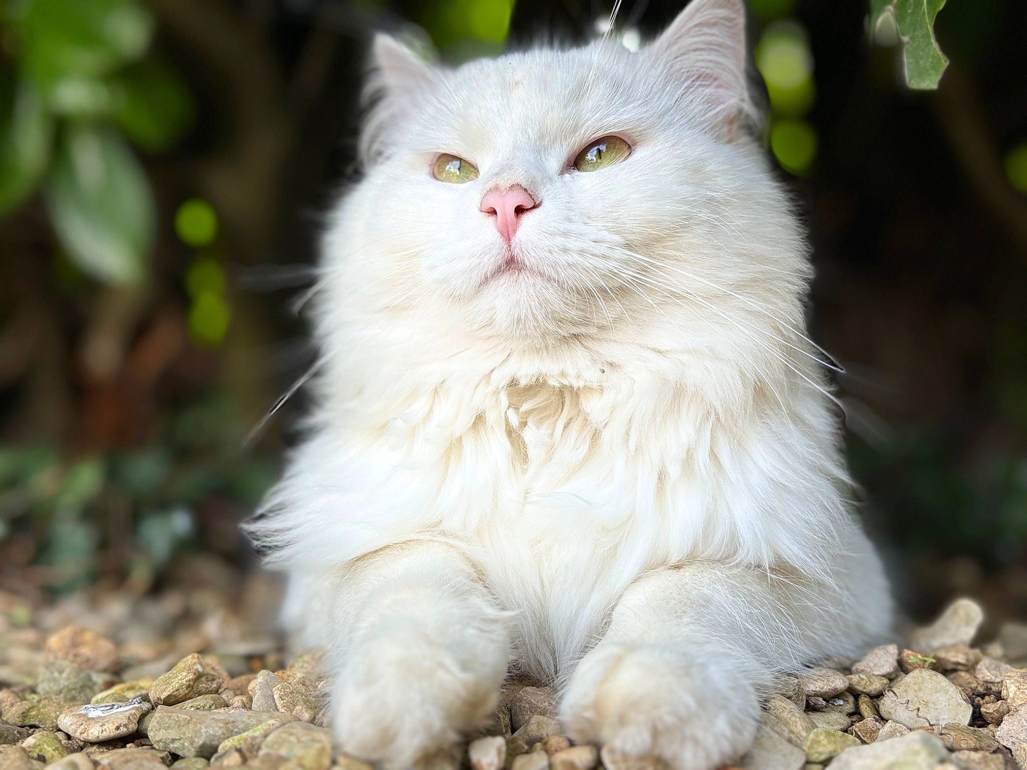 Toufou a rejoint le concours — aidez-le/la à gagner de superbes lots ! carnivore, cat, felidae, fur, grass, small_to_medium_sized_cats, terrestrial_animal, whiskers