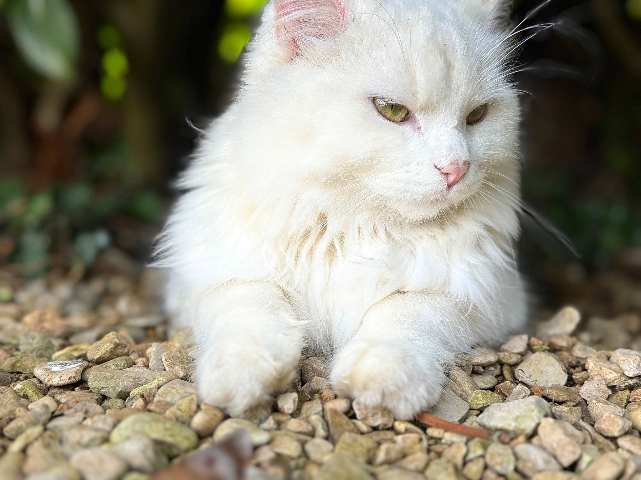 Toufou participe au concours pour gagner de l'argent avec cette photo : carnivore, cat, domestic_short_haired_cat, fawn, felidae, fur, grass, paw, pebble, plant, small_to_medium_sized_cats, soil, tail, terrestrial_animal, tree, whiskers