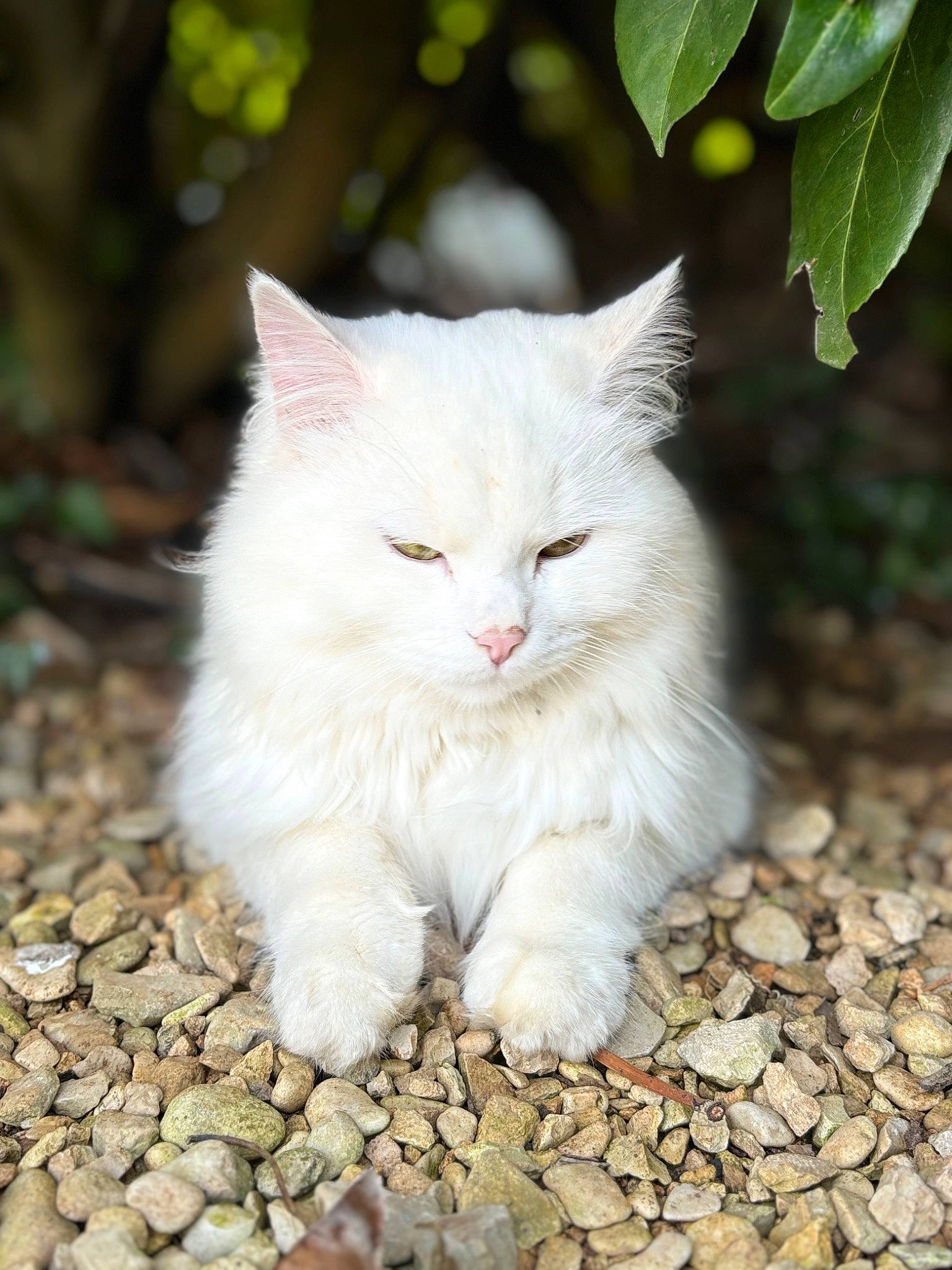 Toufou a rejoint le concours — aidez-le/la à gagner de superbes lots ! carnivore, cat, domestic_short_haired_cat, felidae, fur, grass, paw, plant, sitting, small_to_medium_sized_cats, tail, terrestrial_animal, tree, whiskers